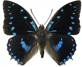 Vista superior do macho de C. ameliae, cujo tipo nomenclatural fora coletado no Gabão.