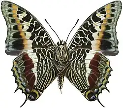Charaxes castor