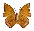 Charaxes distanti