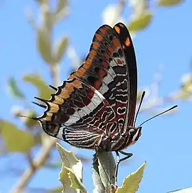 Fotografia da espécie europeia C. jasius pousada, conhecida por borboleta-do-medronheiro ou imperador e encontrada nas costas do Mar Mediterrâneo, entre Portugal e Grécia. Considerada a espécie-tipo do gênero Charaxes.