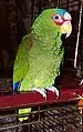 Amazona albifrons macho (Amazona albifrons)