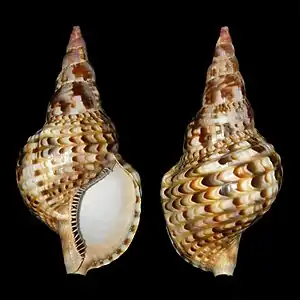 Conchas de Charonia variegata