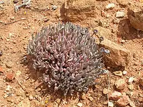Cheiridopsis denticulata (Haw.) N.E.Br.,