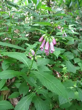 Chelonopsis moschata