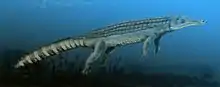 Chenanisuchus lateroculi  Um crocodilo  Comprimento: 4 m