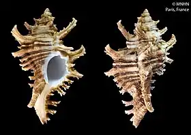 Vista inferior e superior de uma concha de C. brevifrons proveniente da Martinica e pertencente à coleção do Museu Nacional de História Natural (França).