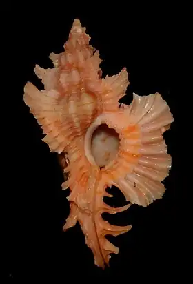 C. orchidiflorus, espécie que já pertenceu ao gênero Pterynotus, encontrada nos mares de Taiwan.