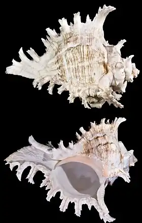 C. ramosus (vista superior e inferior)