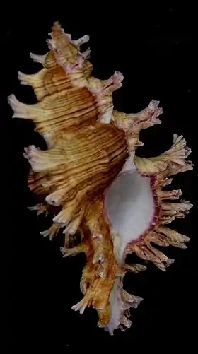 Vista inferior da concha de C. saulii (Sowerby II, 1841). Espécime coletado nas ilhas Molucas; Indonésia; da coleção do Museu de História Natural de Leiden, Países Baixos.