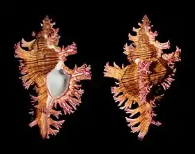 Duas vistas de C. saulii, coletado nas Filipinas. Espécie similar a C. palmarosae.