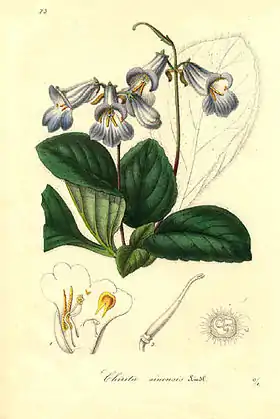 Chirita sinensis