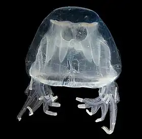 Chiropsoides buitendijkiProvíncia de Phang-Nga, Tailândia