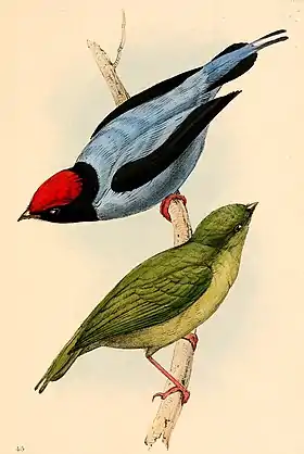 Ilustração do macho (acima) e da fêmea (abaixo) do tangará (Chiroxiphia caudata), retirada da obra A selection of the birds of Brazil and Mexico: the drawings (1841), por William Swainson. Ao contrário desta imagem, sua fêmea não apresenta coloração amarelada em seu ventre.