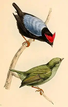 Ilustração do macho (acima) e da fêmea (abaixo) do tangará-falso, retirada da obra A selection of the birds of Brazil and Mexico: the drawings (1841), por William Swainson
