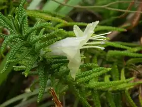 Chloanthes stoechadis