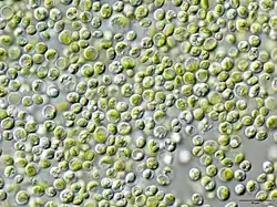 Chlorella vulgaris.