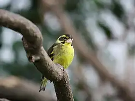 Carduelis spinoides