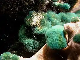 Chlorodesmis fastigiata