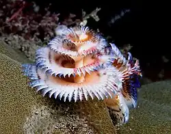 Spirobranchus giganteus (Timor Leste).