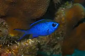 Tesourinha azul (Chromis cyanea)