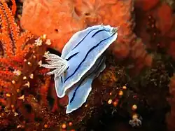 Chromodoris willani.