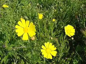 Chrysanthemum coronarium