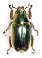 Chrysina chrysargyrea: Rutelinae