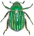 Chrysina gloriosa