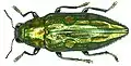 Chrysodema smaragdula, um Buprestidae encontrado em Irian Jaya, Indonésia.