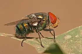 Chrysomya megacephala