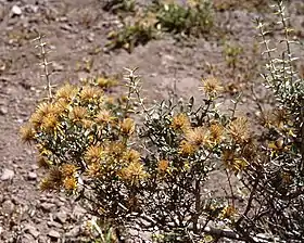 Chuquiraga oppositifolia