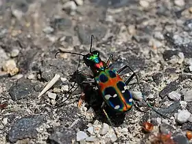 Fotografia do Cicindelinae da espécie Cicindela chinensis, subespécie japonica; em Kansai, Japão; mas também encontrada na China e na Coreia.