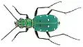 Fotografia de Cicindela campestris, um Cicindelinae encontrado na Europa.