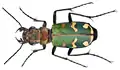 Fotografia de Cicindela soluta, um Cicindelinae encontrado na Europa.