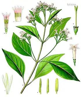 Cinchona officinalis