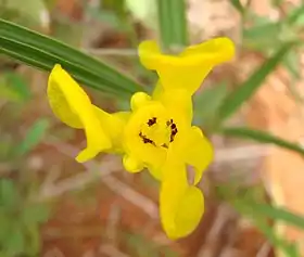 Cipura xanthomelas Mart. ex Klatt, uma espécie comum nos cerrados brasileiros
