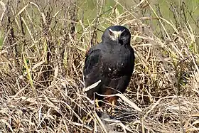 Espécime fêmea, morfo escuro, avistada em maio de 2010 no Rio Grande do Sul, Brasil