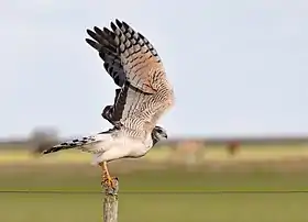 Espécime macho, morfo claro, avistado em agosto de 2010 no Rio Grande do Sul, Brasil