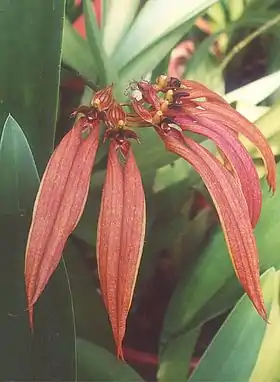 Espécie do género Cirrhopetalum