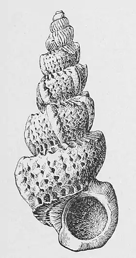 Cirsotrema pumiceum (Brocchi, 1814), espécie dos Açores ao mar Mediterrâneo, Cabo Verde e Angola.