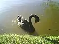 Cisne-negro(Cygnus atratus) no jardim Botânico de Porto Alegre