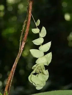 Cissampelos tropaeolifolia