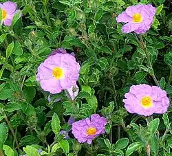 Cistus creticus 'Lasithi'