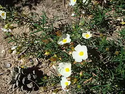 Cistus libanotis na costa de Cádis