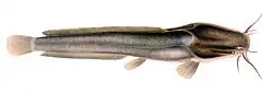 Clarias gariepinus.