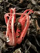 Clathrus archeri (Agaricomycetes)