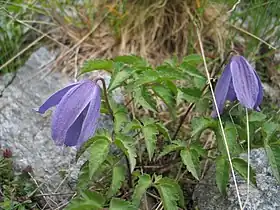 Atragene alpina (Clematis alpina)