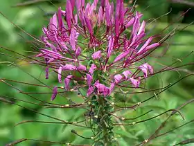 Cleome spinosa