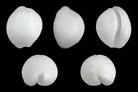 Cinco vistas da concha de Cleotrivia brevissima (G. B. Sowerby II, 1870), encontrada no golfo de Aqaba, oceano Índico.