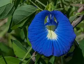 Clitoria ternatea